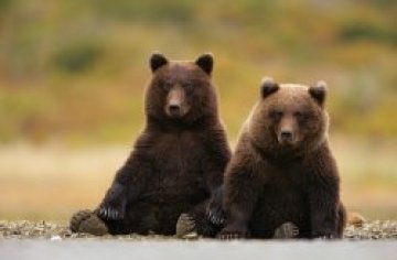 Софийският зоопарк празнува Мечкин ден