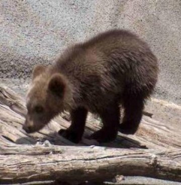 Вдигат купон за мечките в София