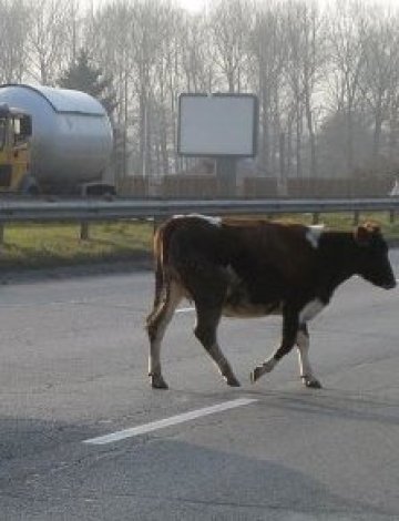 Крави. Пасат. На Цариградско шосе.