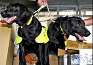 &bdquo;Кръстникът&ldquo; по малайзийски: Очистете Лъки и Фло!