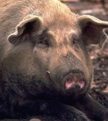 С 300 зора извадиха 300-килограмово прасе от шахта