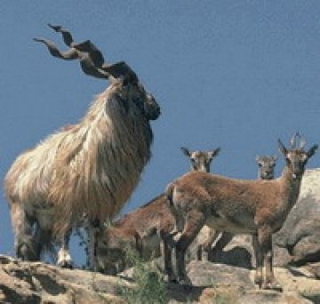 9 козирози разтърсиха грива в столичния зоопарк