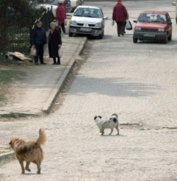 Трябват още приюти за бездомни кучета в София