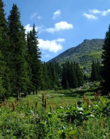 Залесяваме Витоша