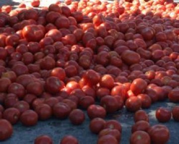 Отгледаха домати с аромат на роза и лимон