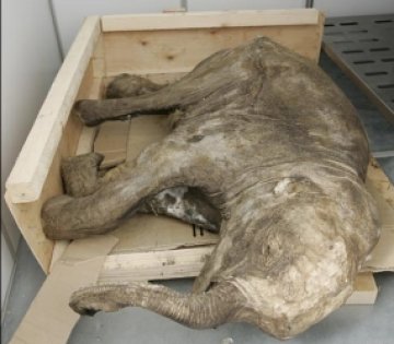 Бебе мамут на 10 000 години открито в Сибир