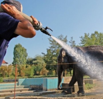 Животинките в зоопарка линеят от жега, поливат ги
