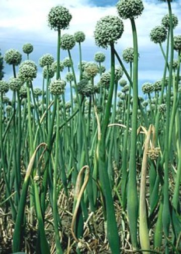 Румънци си вдигнаха 10-метрова статуя на лук