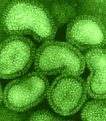 Грип "Соломон" удря България