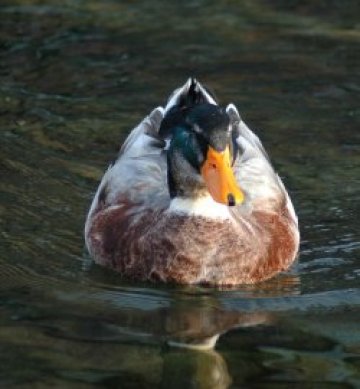 Пълнят езерото &bdquo;Ариана&ldquo;