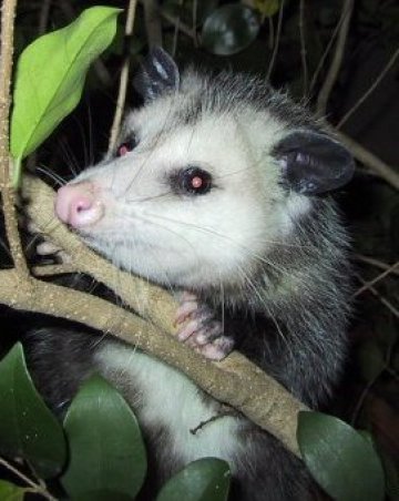 Опосум преяде и спа 367 дни