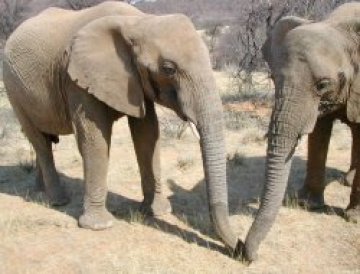 Слоновете различават врага по миризма и цвят на дрехите