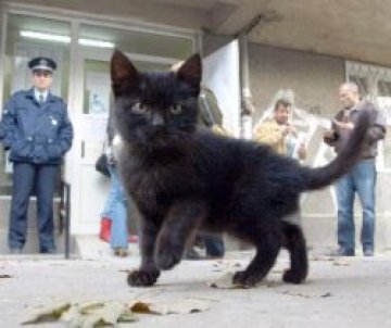 Черни котки в неделя
