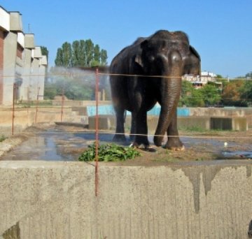 Екзотични животни отварят усти за преглед