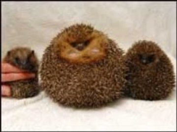 Тлъстите таралежи - на диета