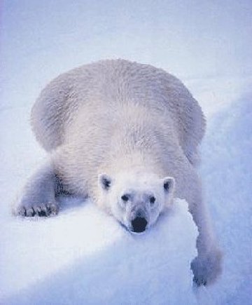 Учени: Климатът ще се промени рязко и необратимо