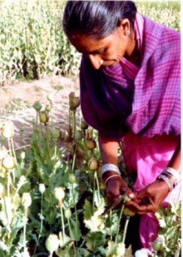 Бебета на опиум