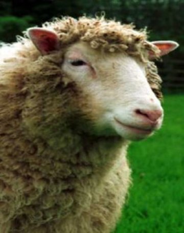 Бащата на овцата Доли заряза клонирането