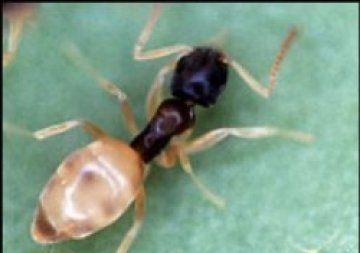 Термитите превръщат дървото в биогориво