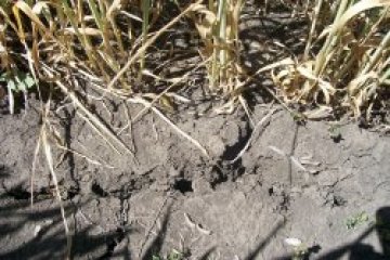 Създадоха устойчиви на суша растения