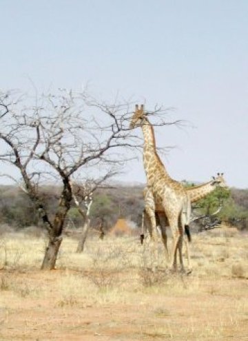 Унищожихме си и жирафите