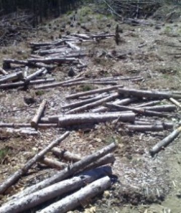Дървосекачи нападнаха полицаи с брадви