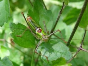 Заради затоплянето насекомите стават по-многобройни и лакоми