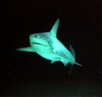 Омари и акули превземат антарктическите води