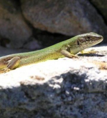 Гущеров хормон спасява диабетици