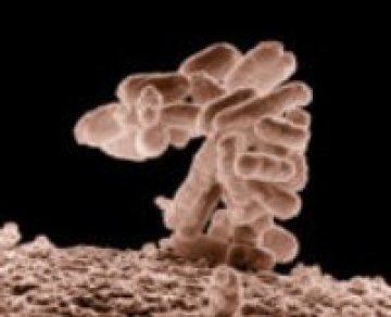 Микроби гълтат антибиотик като бонбонче