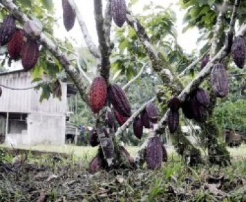 Чаша какао на ден пази сърцето