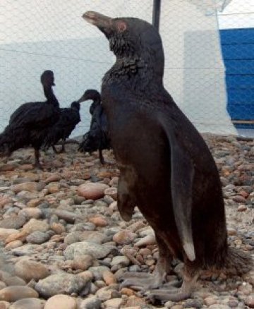 Остави другото, ама си губим пингвините