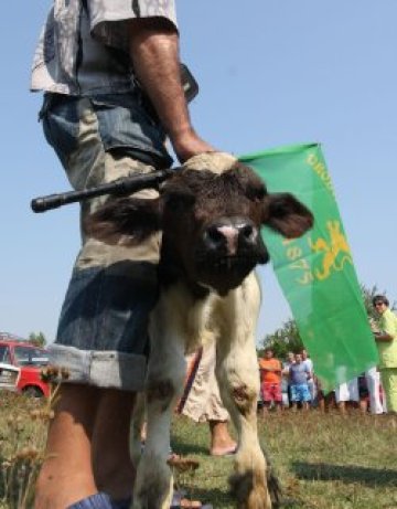 Телешки глави за депутатите