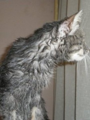 Коткопер за начинаещи