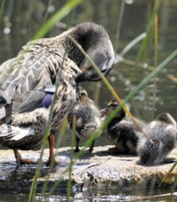 Птиците не смогват с адаптацията към климатичните промени