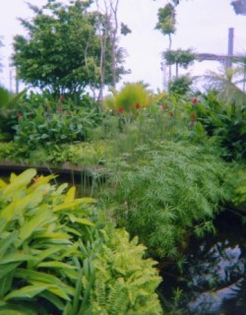 Растенията произвеждат аспирин