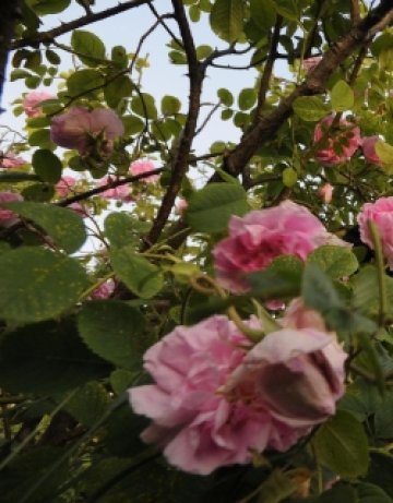 Сладки сънища