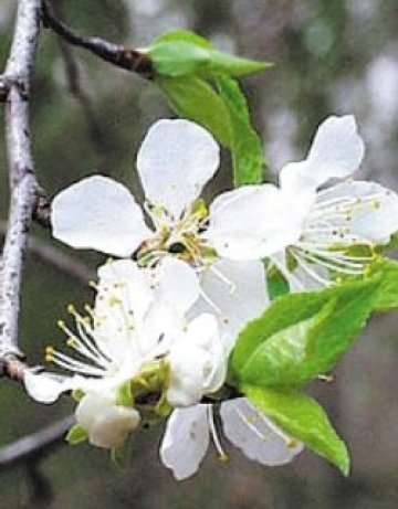 Бургаска слива се обърка, цъфна