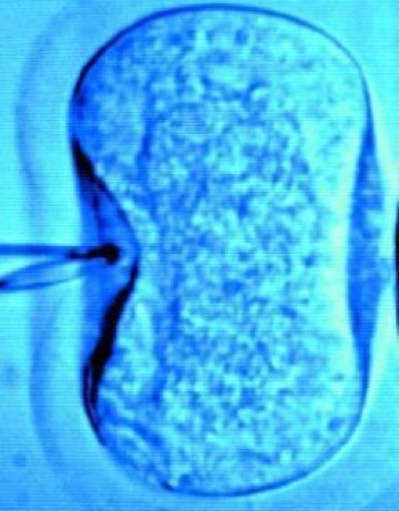 Търси се... депутатът, изрекъл думите "ин виво"