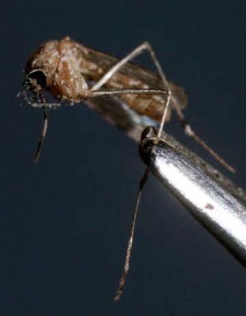 Насмукал се комар помогна да хванат крадец