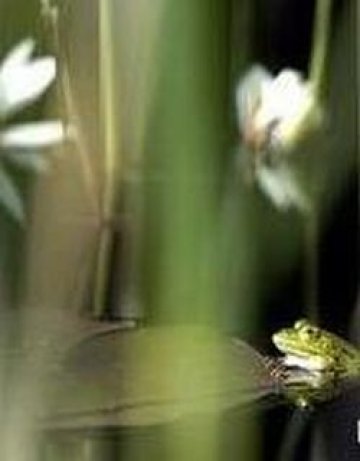 Жабите си изквакаха своето...