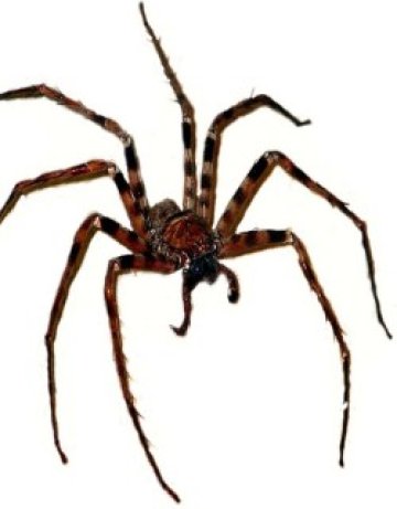 В Бристолския зоопарк лекуват страх от паяци