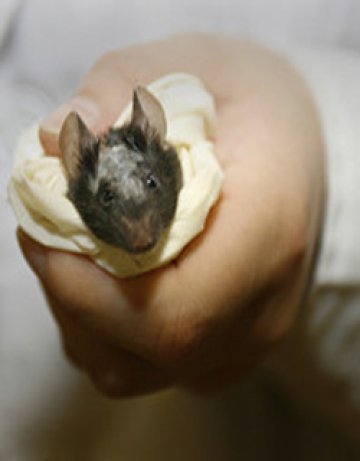 И те душа носят...