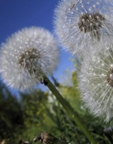 Глухарчето &ndash; лек от природата