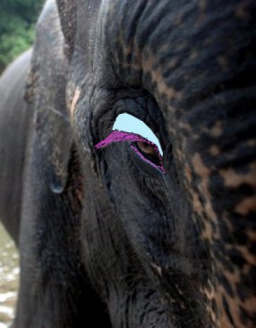 Полски слон мина "под дъгата"