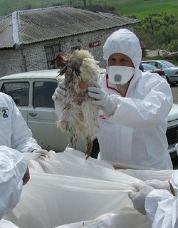 Ново огнище на псевдочума в Кърджалийско