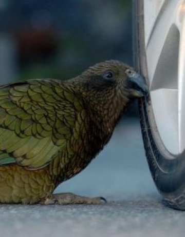 Крадни, шашни и отлети, птицо проклета!