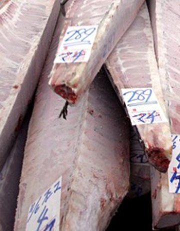 В Мексико откриха кокаин в замразени акули