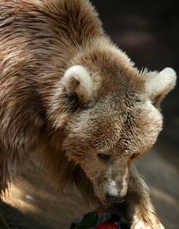 В Румъния  ще местят кафявите мечки, пазят туристите
