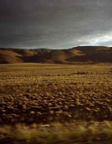 Откриха "самополиващо се" растение в пустинята